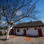 Salaš Isailovi u sremskoj ravnici — pogled na dvorište sa orahom