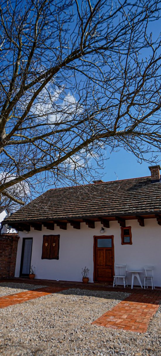 Salaš Isailovi u sremskoj ravnici — pogled na dvorište sa orahom